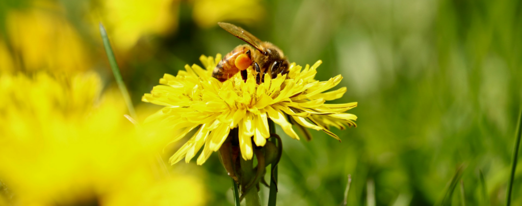 bee getting nectar from a yellow flower
